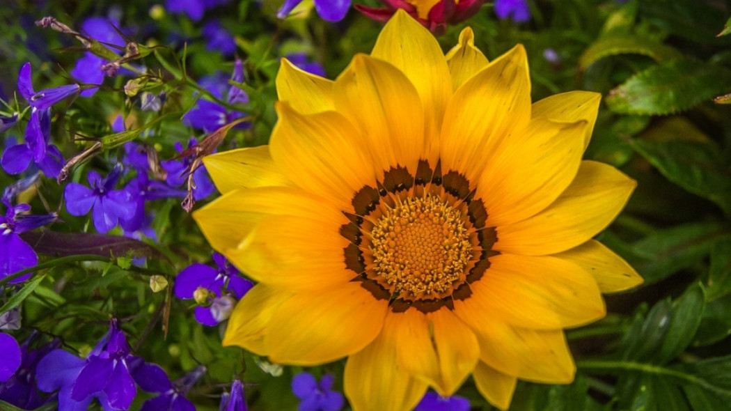 pomysły na kolorowy ogród fot. Roman Grac - Pixabay.com