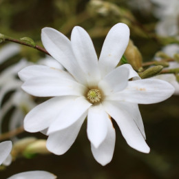 białe kwiaty magnolii fot. ARLOUK - Pixabay.com