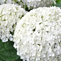 białe kwiaty hortensji bukietowej fot. pixel1 - Pixabay.com
