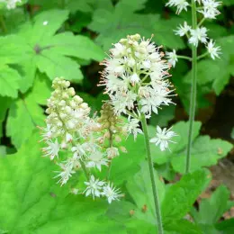 biała tiarella fot. CC BY-SA 3.0 Wikimedia Commons