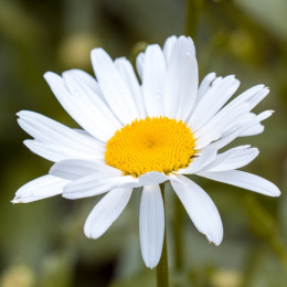 biały kwiat złocień fot. Pezibear - Pixabay.com