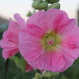 malwa ogrodowa fot. Friedhelm Brandenburg - Pixabay.com