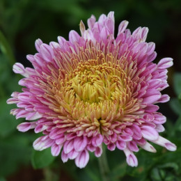różowy aster chiński fot. varun_saa - Pixabay.com