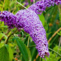 fioletowa budleja kwiat fot. Karen Arnold - Pixabay.com