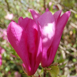 różowa magnolia fot. EliMe - Pixabay.com