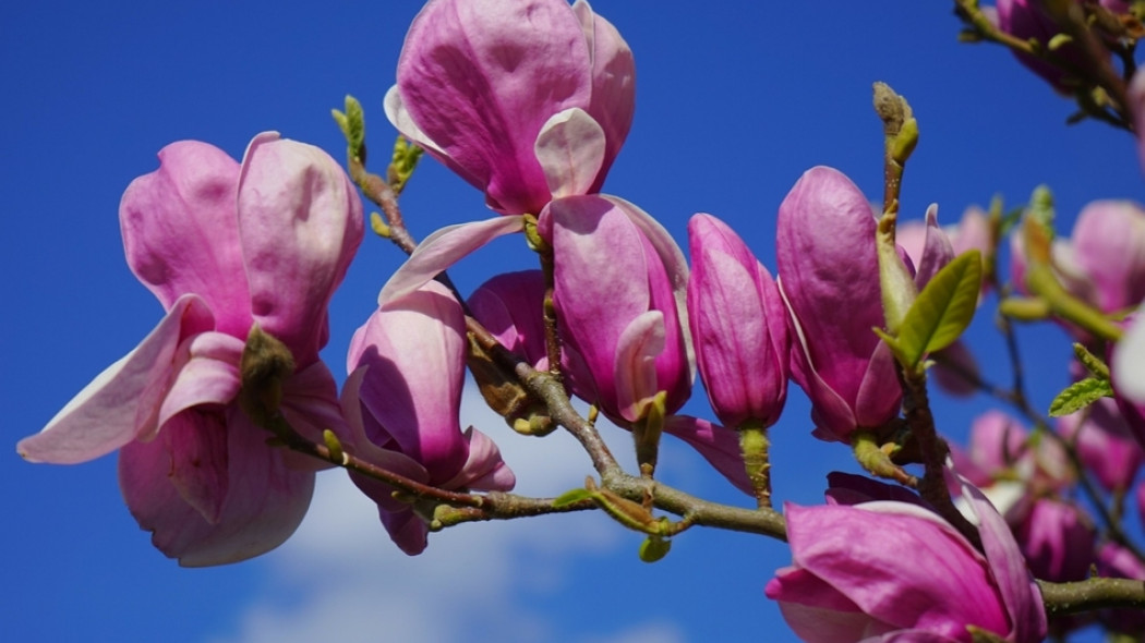pielęgnacja magnolii fot. Hans Braxmeier - Pixabay.com