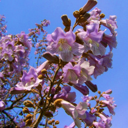 różowa paulownia fot. Anna Armbrust - Pixabay.com