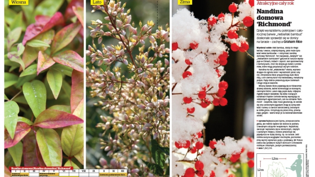 nandina domowa Richmond