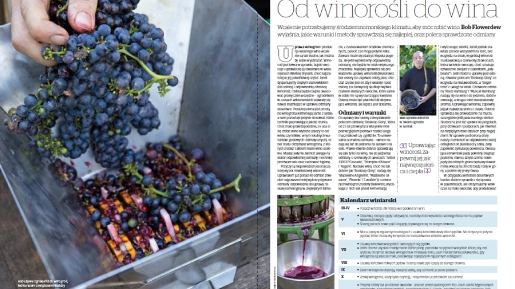 uprawa winorośli na wino