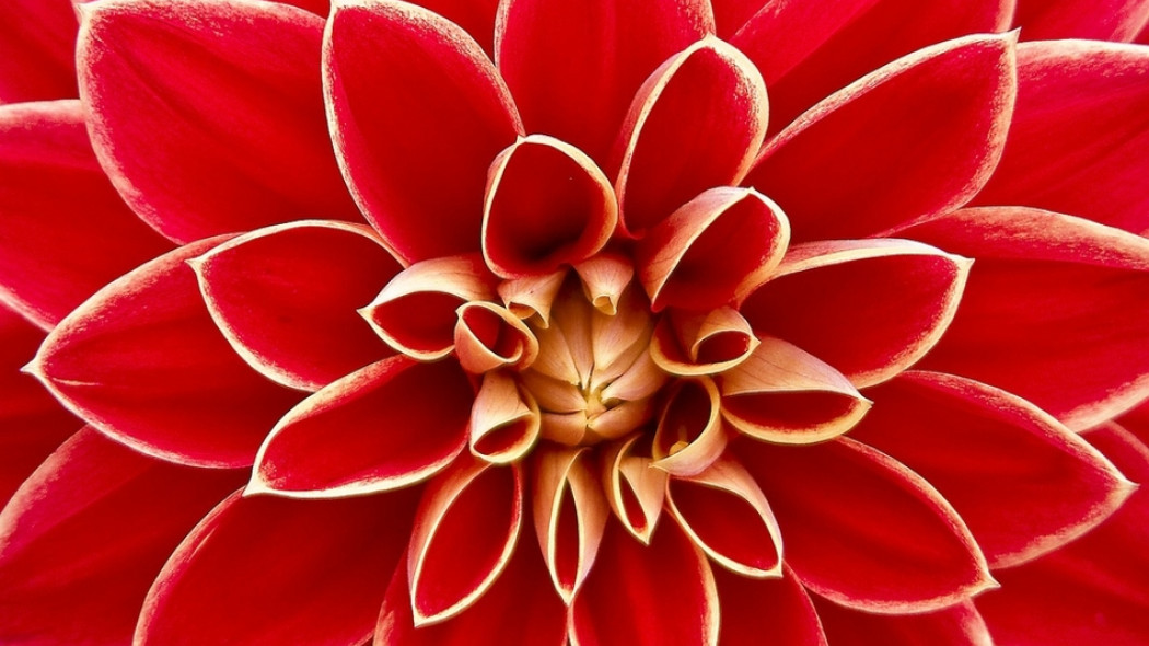 czerwony kwiat ogrodowy fot. Herbstrose - Pixabay.com