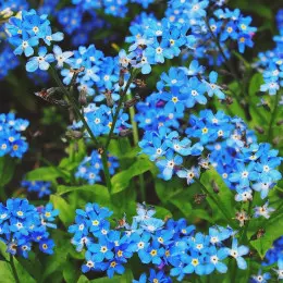 niezapominajki niebieskie kwiatki fot. Daria Nepriakhina - Pixabay.com