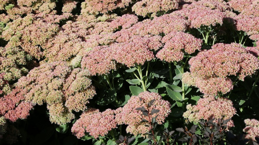 Rozchodnik ogrodowy 'Herbstfreude'