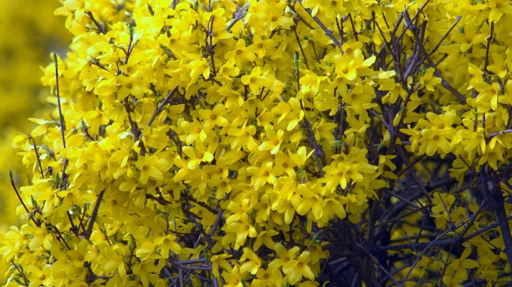 żywopłot z forsycji fot. Henryk Niestrój - Pixabay.com