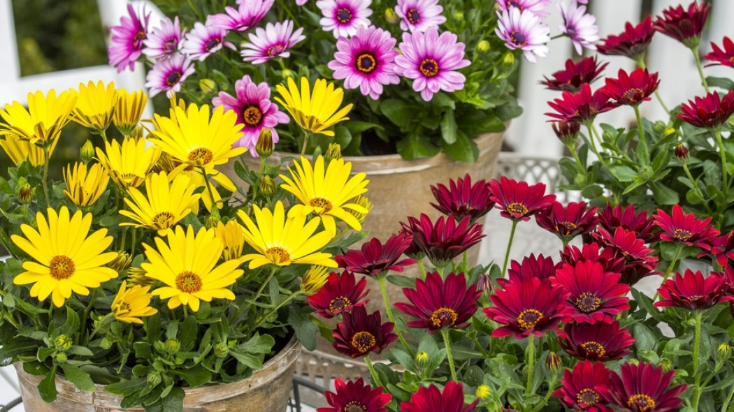 osteospermum w doniczce fot. Flora Dania