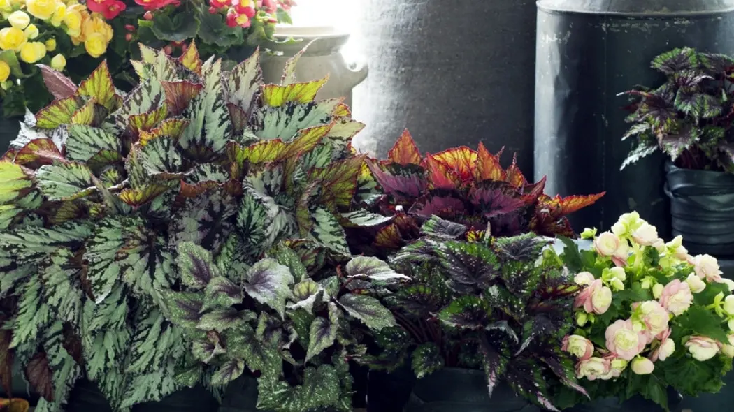 liście i kwiaty begonie w doniczkach fot. Flower Council Holland