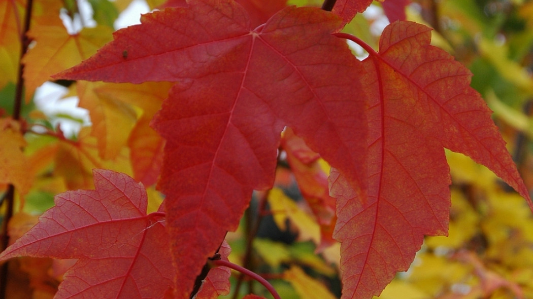 klon czerwony Acer rubrum Scanlon fot. Monika Szczepaniak APZ
