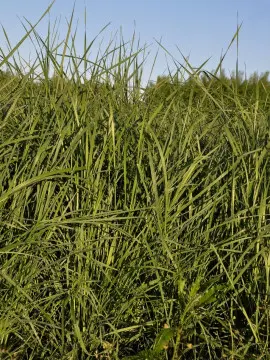 perz fot. lantapix - Fotolia.com