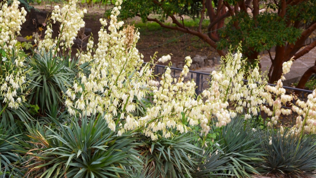 juka karolińska Yucca filamentosa fot. Shchipkova Elena - Fotolia.com
