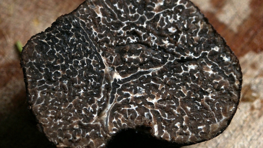 trufle fot. WikiImages - Pixabay.com