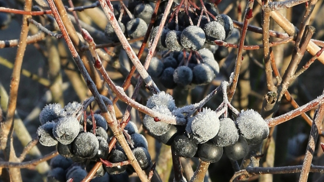 Aronia Hugin fot. Grzegorz Falkowski