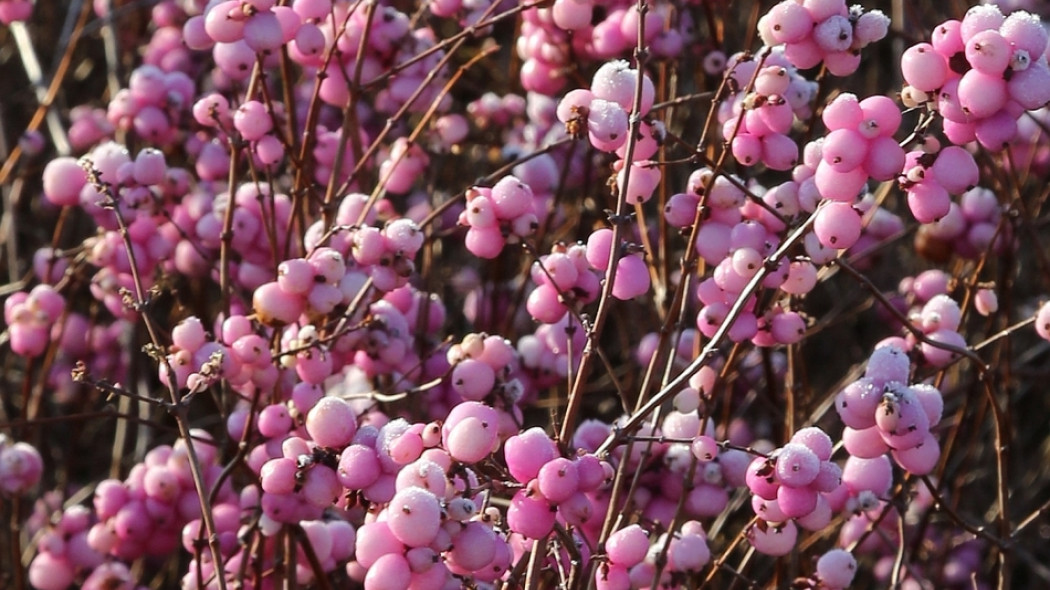 śnieguliczka Magic Berry fot. Grzegorz Falkowski ZSzP