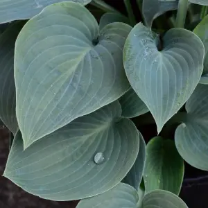 Hosta – bylina średnio długowieczna