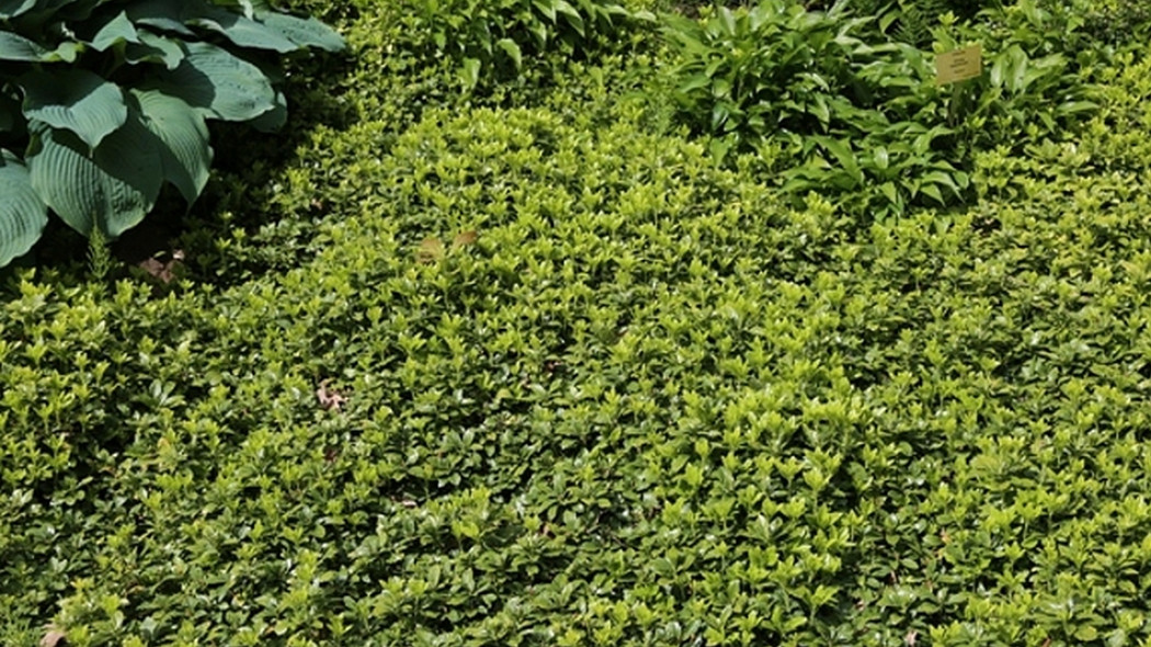 Runianka japońska Green Carpet fot. Grzegorz Falkowski