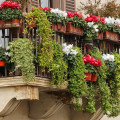 Rośliny wypełniające do kompozycji kwiatowych na balkon