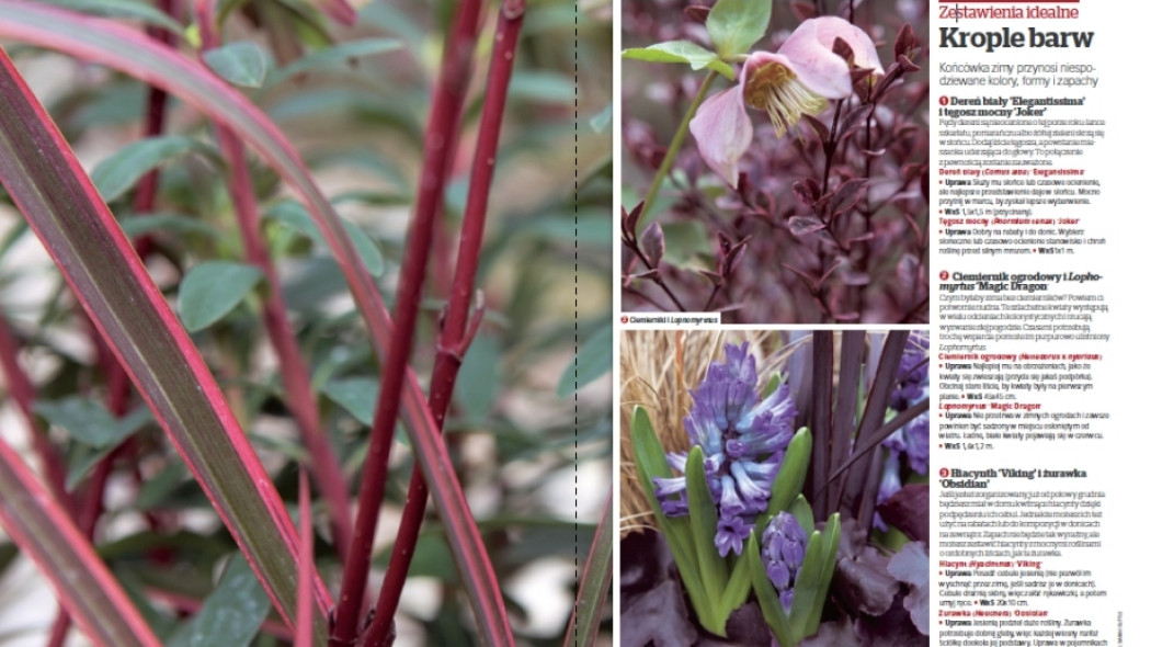 Zestawienia idealne - Krople barw - Gardeners World Polska 1-2017