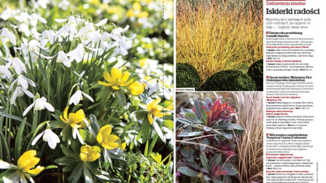 Zestawienia idealne - Iskierki radości - Gardeners World Polska 1-2017