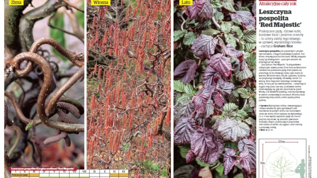 Leszczyna pospolita Red Majestic - Gardeners World Polska - 1-2017