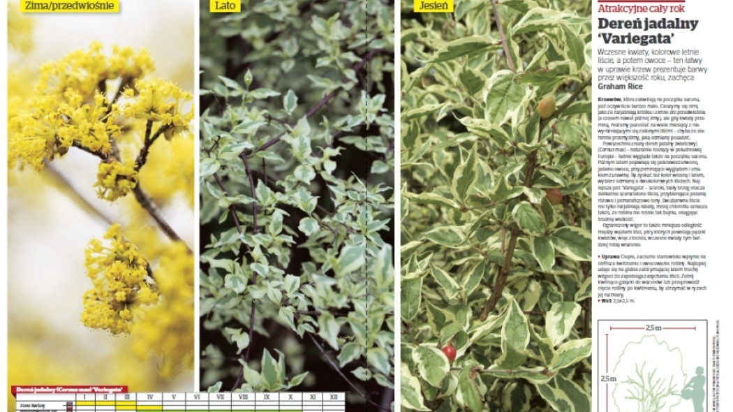 Dereń jadalny Varigata - Gardeners World Polska 1-2017