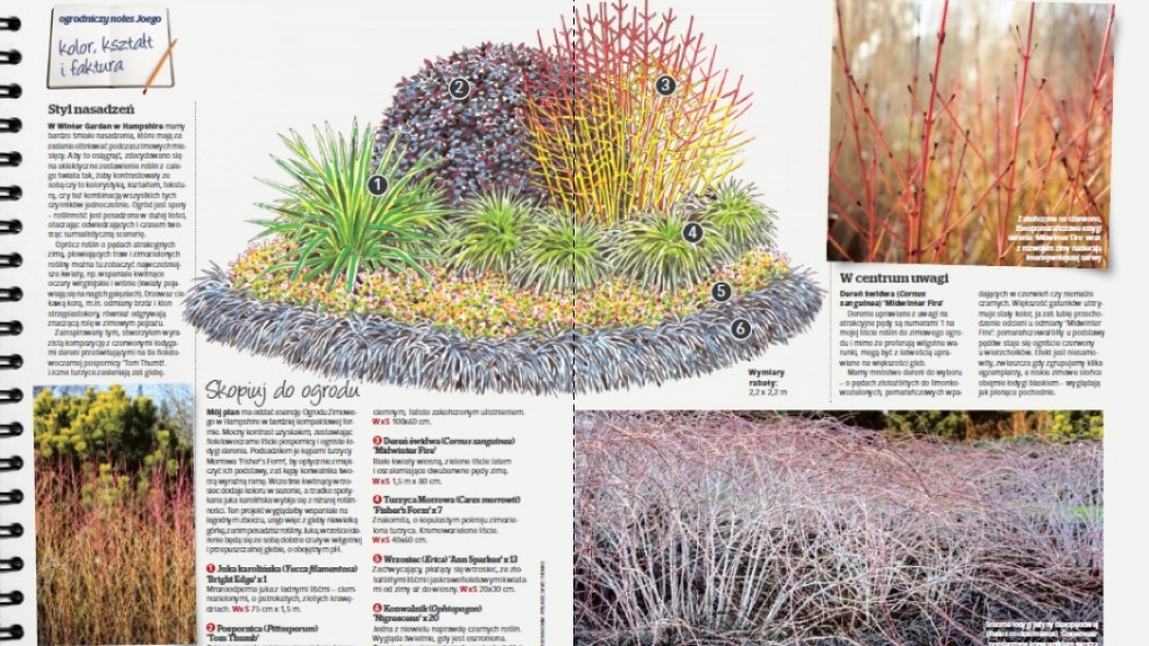 Ogrodniczy notes Joego - Pełnia blasku - Gardeners world Polska 1-2017
