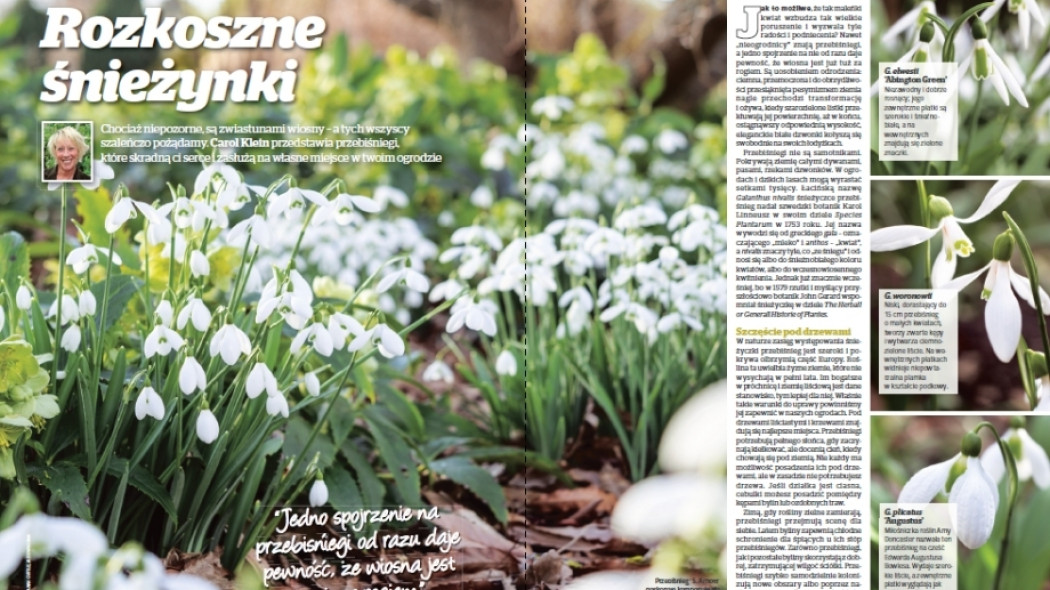 Przebiśniegi Carol - Rozkoszne śnieżynki - Gardeners World Polska 1-2017