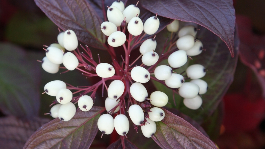 dereń biały Siberian Pearls fot. Lucjan Kurowski Szkółki Kurowscy