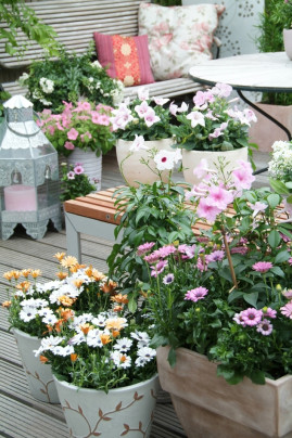 ogród romantyczny fot. Flower Council Holland