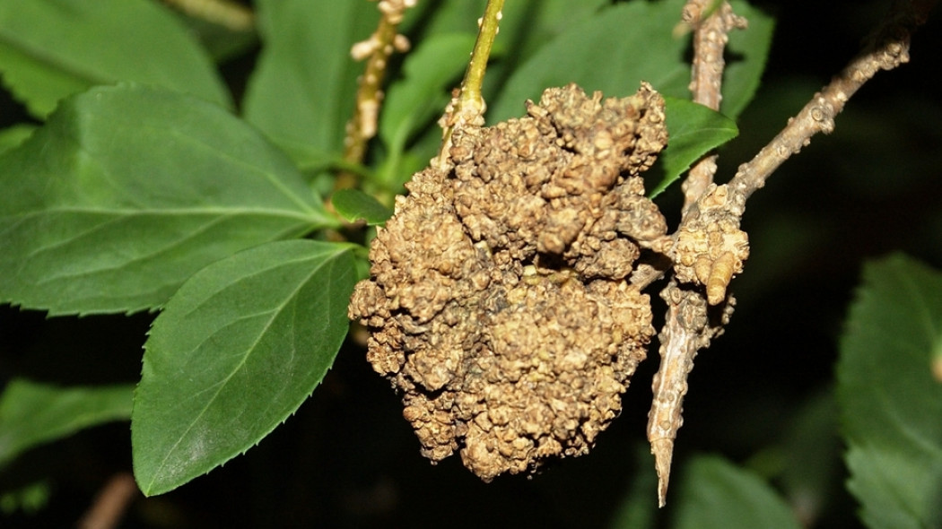 narośla Agrobacterium na forsycji fot. C-M - CC BY-SA 3.0 - Wikimedia Commons
