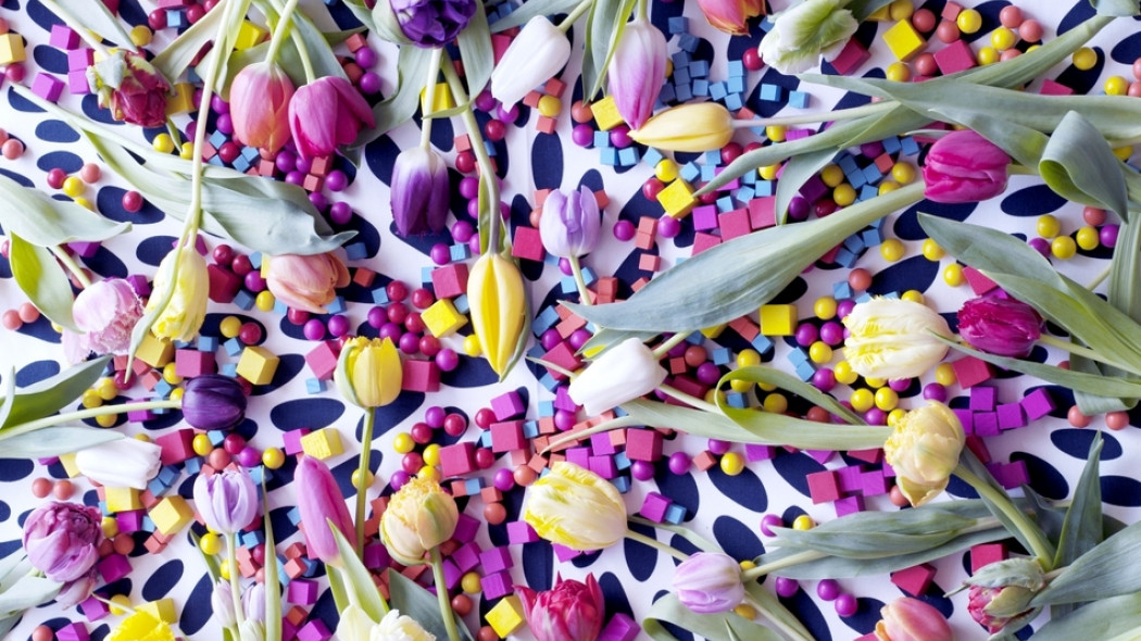 kolorowe tulipany fot. Flower Council Holland