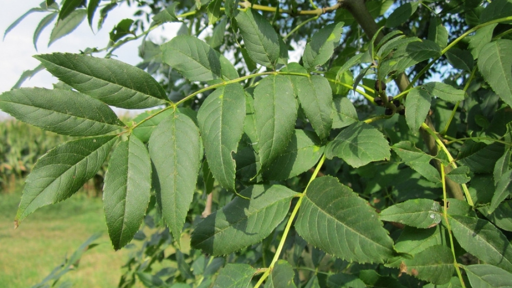 jesion wyniosły Fraxinus excelsior fot. WikimediaImages - Pixabay.com