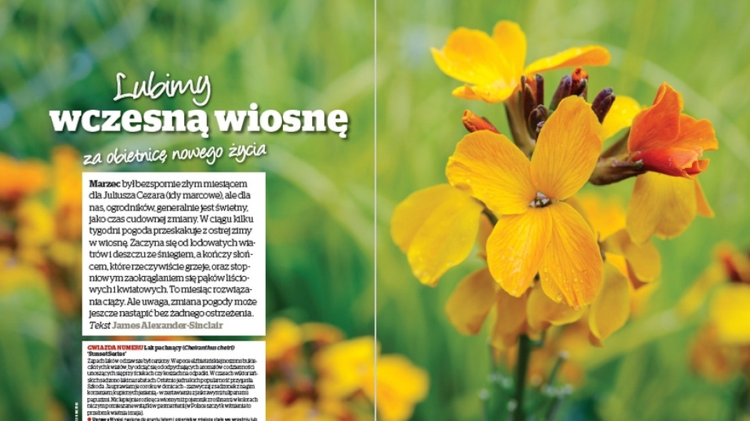 Lubimy wczesną wiosnę... za obietnicę nowego życia - Gardeners World Polska 2-2017