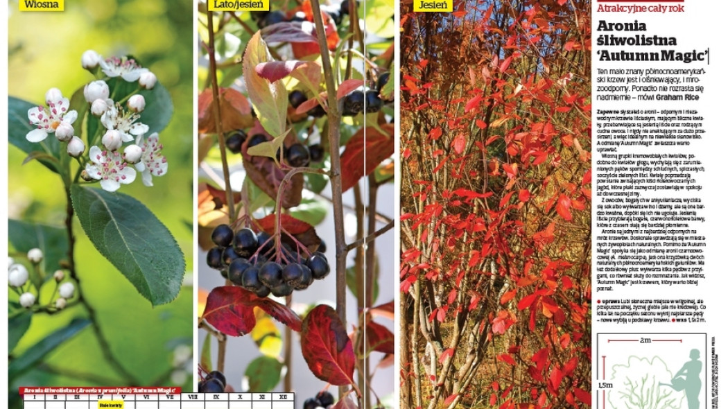 Aronia śliwolistna Autumn Magic - Gardeners World Polska 2-2017