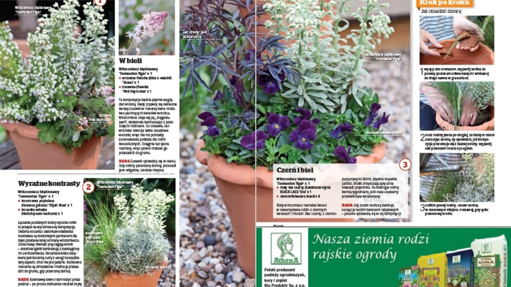 1 roślina - 3 pomysły - Wilczomlecz Tasmanian Tiger - Gardeners World Polska 2-2017