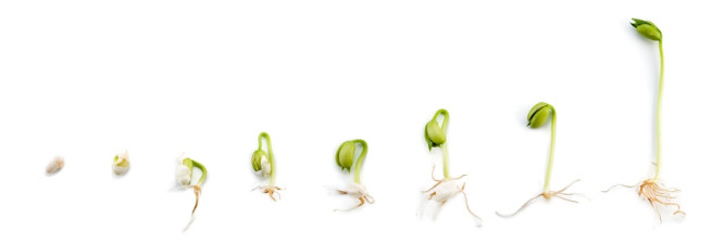 etapy kiełkowania nasion fot. uwimages - Fotolia.com