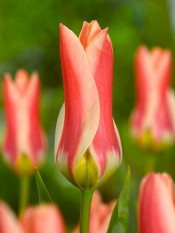 Tulipan Zombie fot. iBulb