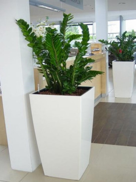 Zamiokulkas zamiolistny (Zamioculcas zamiifolia) nazywany jest „żelazną rośliną” z uwagi na jego bardzo dużą odporność oraz małe wymagania. Główną ozdobę rośliny tworzą ciemnozielone, skórzaste, błyszczące liście. Zamiokulkas bardzo często mylony jest z Zamią, jednak rośliny te nie są spokrewnione, fot. Green-Profi
