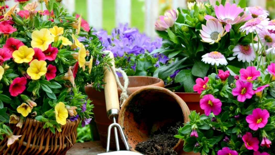 kwiaty_balkonowe_fot._Stefan_Korber_-_Fotolia.com
