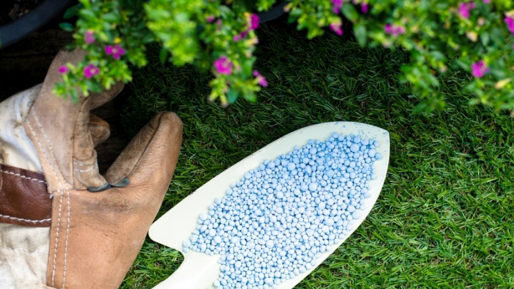 wiosenne nawożenie trawnika fot. singkham - Fotolia.com