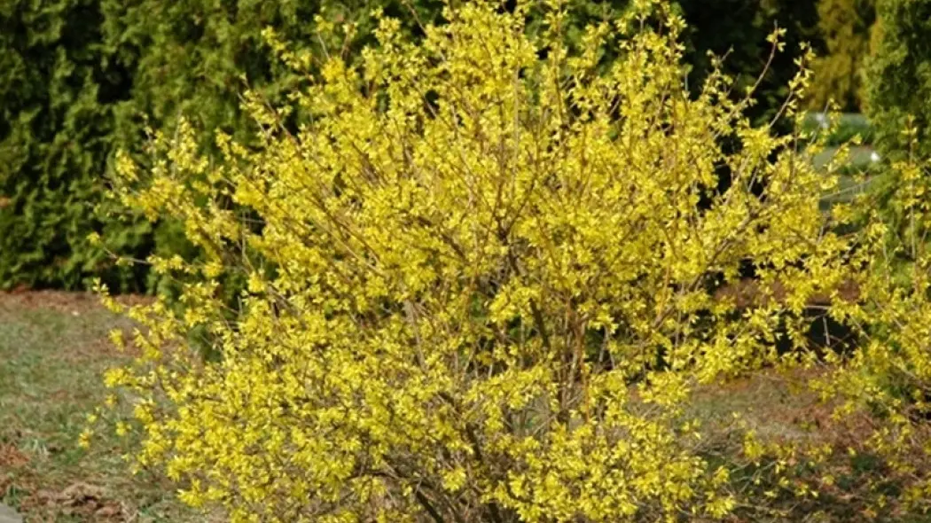 Forsycja Maluch fot. Monika Szczepaniak APZ