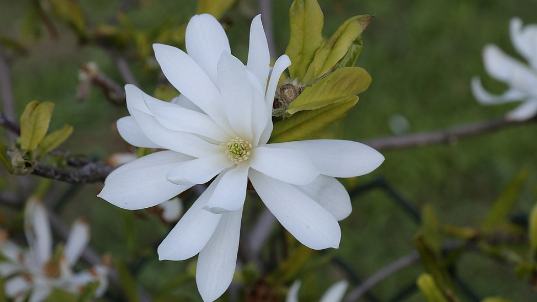 Magnolia gwiaździsta Royal Star fot. Grzegorz Falkowski