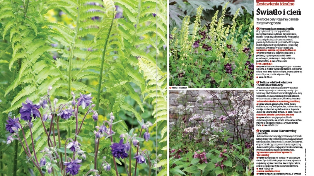 Zestawienia idealne - Światło i cień - Gardeners World Polska 3-2015
